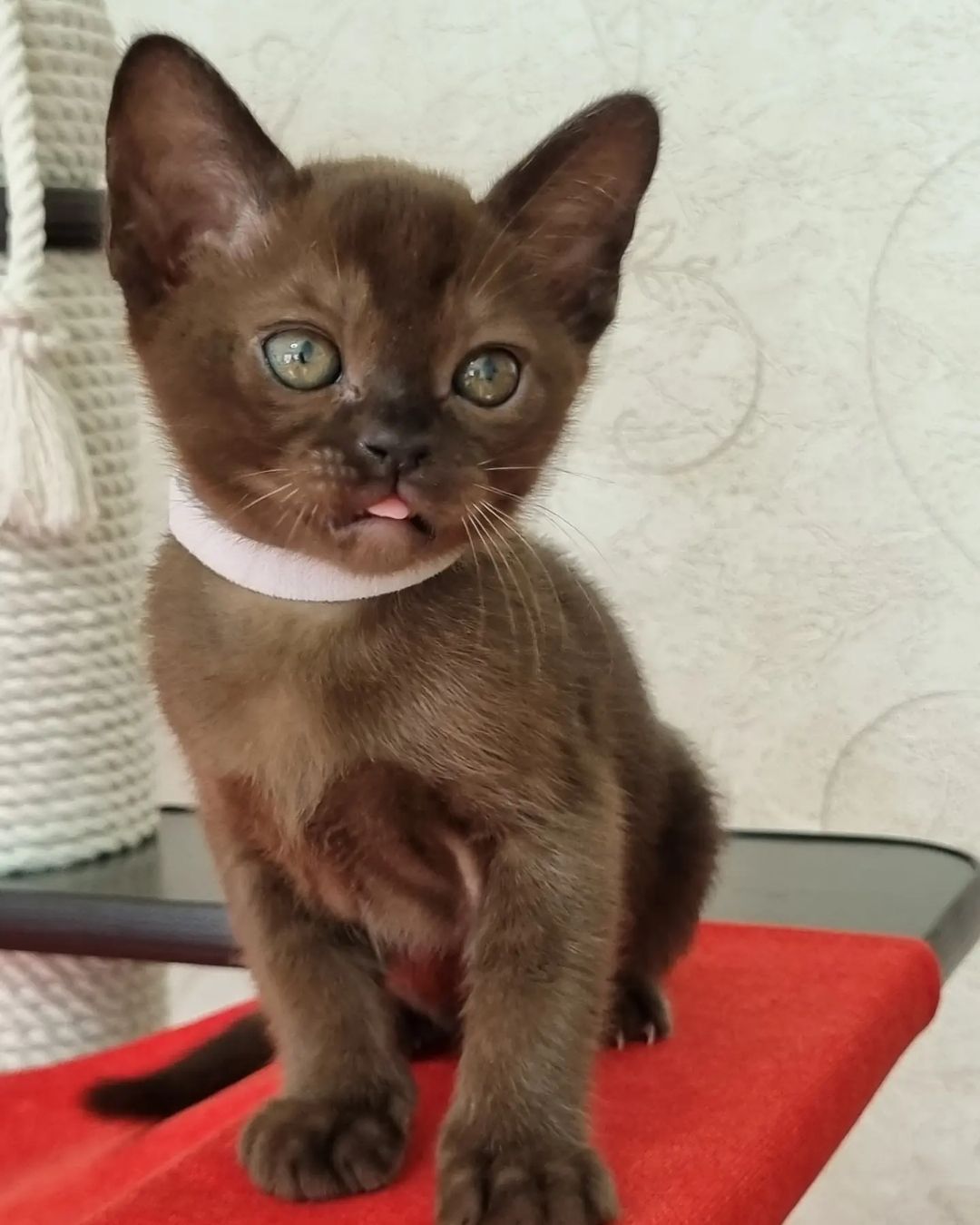 burmese cats for sale